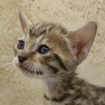 Savannah girl F-6SBT Brown Spotted