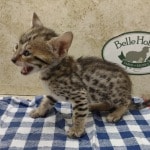 Savannah girl F-6SBT Brown Spotted