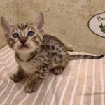 Savannah girl F-6SBT Brown Spotted