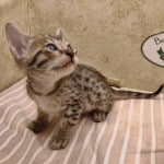 Savannah girl F-6SBT Brown Spotted