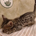 Savannah girl F-6SBT Brown Spotted