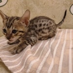 Savannah girl F-6SBT Brown Spotted