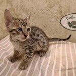 Savannah girl F-6SBT Brown Spotted