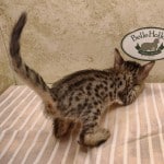 Savannah girl F-6SBT Brown Spottedx