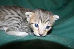 Layla Savannah F-6SBT Brown Spotted Female Big Spots DOB 4-10-15