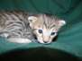 Layla Savannah F-6SBT Brown Spotted Female Big Spots DOB 4-10-15