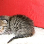 Savannah, Brown Spotted female, DOB 4-10-15