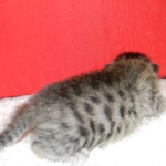 Savannah, Brown Spotted female, DOB 4-10-15