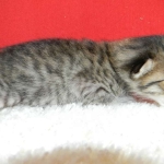 Savannah, Brown Spotted female, DOB 4-10-15