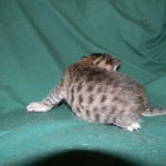 Savannah, Brown Spotted female, DOB 4-10-15