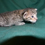 Savannah, Brown Spotted female, DOB 4-10-15