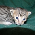 Savannah, Brown Spotted female, DOB 4-10-15