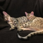 layla and leo