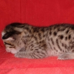 Savannah F-6SBT Brown Spotted female DOB 5-3-21