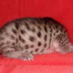 Savannah F-6SBT Brown Spotted female DOB 5-3-21