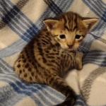 Savannah F-6SBT Brown Spotted female DOB 5-3-21