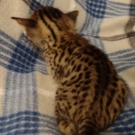 Savannah F-6SBT Brown Spotted female DOB 5-3-21