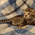 Savannah F-6SBT Brown Spotted female DOB 5-3-21