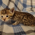 Savannah F-6SBT Brown Spotted female DOB 5-3-21