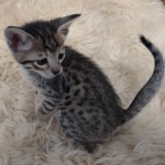 Savannah F-6SBT Brown Spotted female DOB 5-3-21