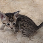 Savannah F-6SBT Brown Spotted female DOB 5-3-21