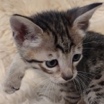 Savannah F-6SBT Brown Spotted female DOB 5-3-21