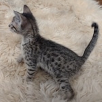 Savannah F-6SBT Brown Spotted female DOB 5-3-21