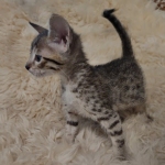 Savannah F-6SBT Brown Spotted female DOB 5-3-21