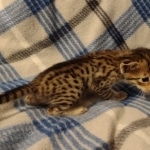 Savannah F-6SBT Brown Spotted female DOB 5-3-21