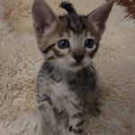 Savannah F-6SBT Brown Spotted female DOB 5-3-21