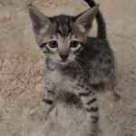 Savannah F-6SBT Brown Spotted female DOB 5-3-21