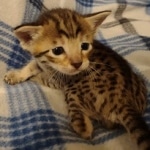 Savannah F-6SBT Brown Spotted female DOB 5-3-21