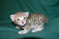 Savannah F-6SBT Brown Spotted female golden DOB 4-10-15