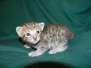 Savannah F-6SBT Brown Spotted female golden DOB 4-10-15