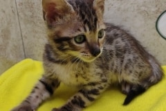 Savannah F-6SBT Brown Spotted Male #1 DOB 12-7-23