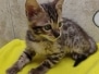 Savannah F-6SBT Brown Spotted Male #1 DOB 12-7-23