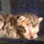 Savannah F-6SBT Male BST DOB 12-7-23