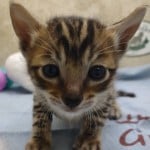 Savannah F-6SBT Male BST DOB 12-7-23