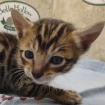 Savannah F-6SBT Male BST DOB 12-7-23