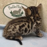 Savannah F-6SBT Male BST DOB 12-7-23