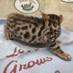 Savannah F-6SBT Male BST DOB 12-7-23