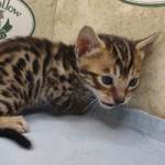 Savannah F-6SBT Male BST DOB 12-7-23