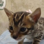 Savannah F-6SBT Male BST DOB 12-7-23