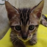 Savannah F-6SBT Male BST DOB 12-7-23