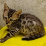 Savannah F-6SBT Male BST DOB 12-7-23