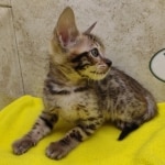 Savannah F-6SBT Male BST DOB 12-7-23