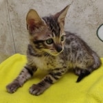 Savannah F-6SBT Male BST DOB 12-7-23