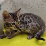 Savannah F-6SBT Male BST DOB 12-7-23