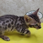 Savannah F-6SBT Male BST DOB 12-7-23