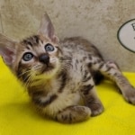 Savannah F-6SBT Male BST DOB 12-7-23